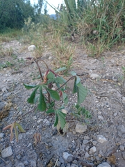 Cochlospermum wrightii