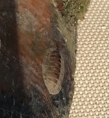 Rhyssoplax olivacea