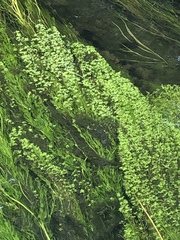 Angiospermae