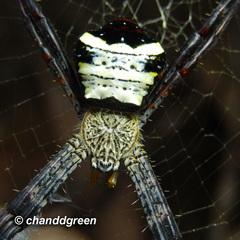 Argiope vietnamensis