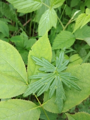 Geranium bicknellii