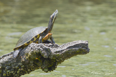 Trachemys venusta cataspila