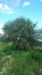 Prosopis laevigata