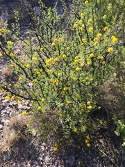 Vachellia glandulifera