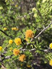 Vachellia glandulifera