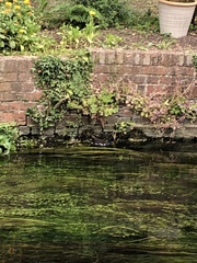 Gallinula chloropus