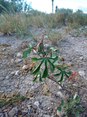 Cochlospermum wrightii