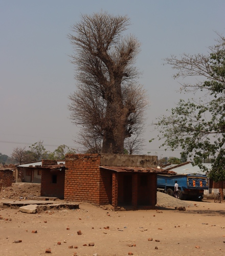 African baobab
