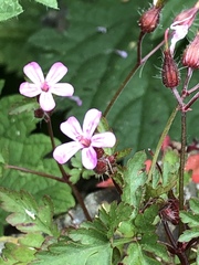 Geranium robertianum