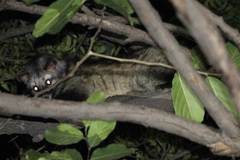 Paradoxurus hermaphroditus