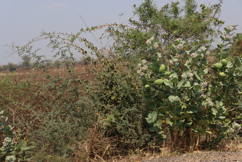 giant milkweed