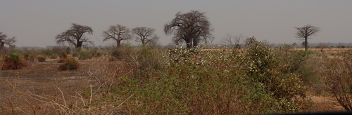 African baobab
