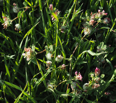 Trifolium eriosphaerum