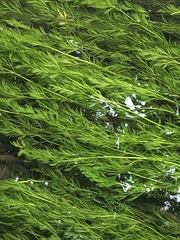 Oenanthe fluviatilis