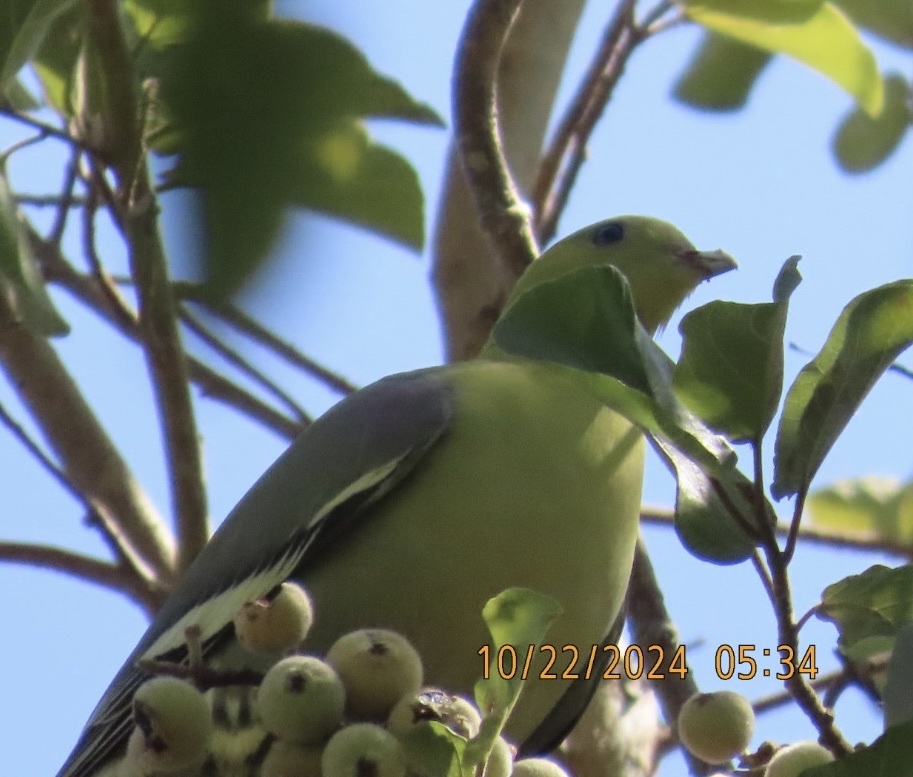 Madagascar Green Pigeon (Treron australis), photo 2