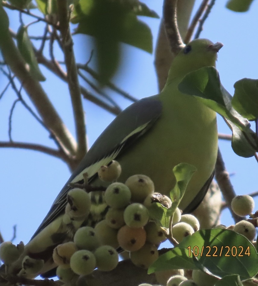 Madagascar Green Pigeon (Treron australis), photo 3