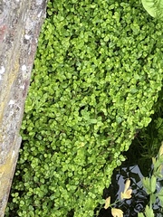 Angiospermae