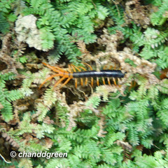 Scolopendra multidens