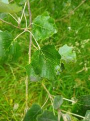 Populus