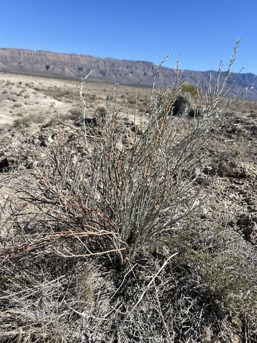 Gypsum scalebroom (Lepidospartum burgessii)