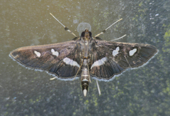Desmia subdivisalis