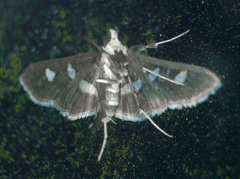 Desmia subdivisalis