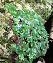 Marchantia paleacea