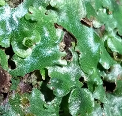 Marchantia paleacea