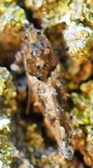 Argyrotaenia franciscana