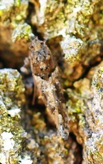 Argyrotaenia franciscana