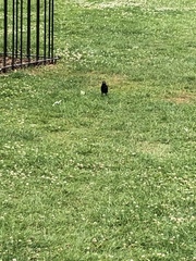 Turdus merula