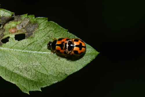 Turtle Vein Lady Beetle