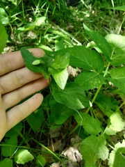 Viola canina