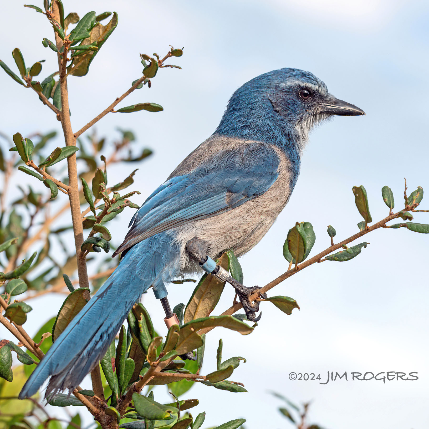 Florida Scrub-Jay (Aphelocoma coerulescens)