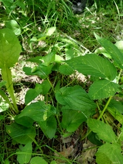 Viola canina