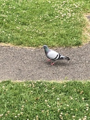 Columba livia domestica