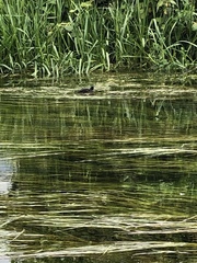 Gallinula chloropus