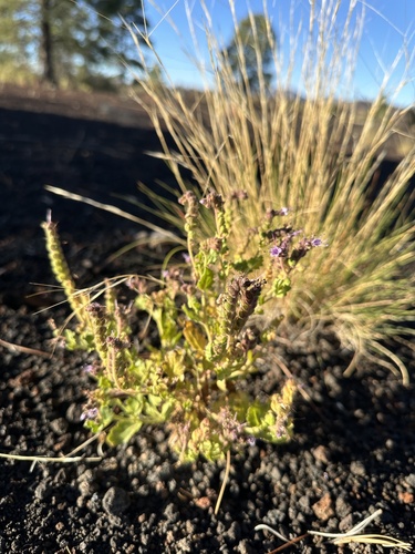 Image of Saw Phacelia (Phacelia serrata) by (c) Matt Berger, some rights reserved (CC BY)