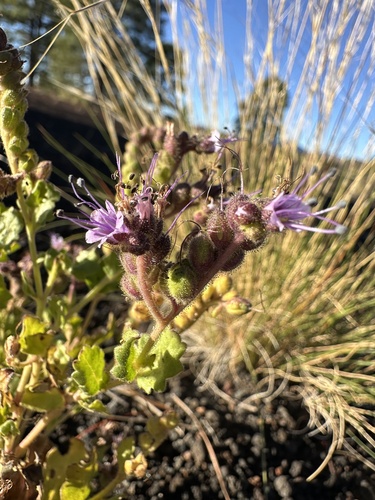 Image of Phacelia serrata by (c) Matt Berger, some rights reserved (CC BY)