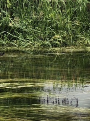 Gallinula chloropus