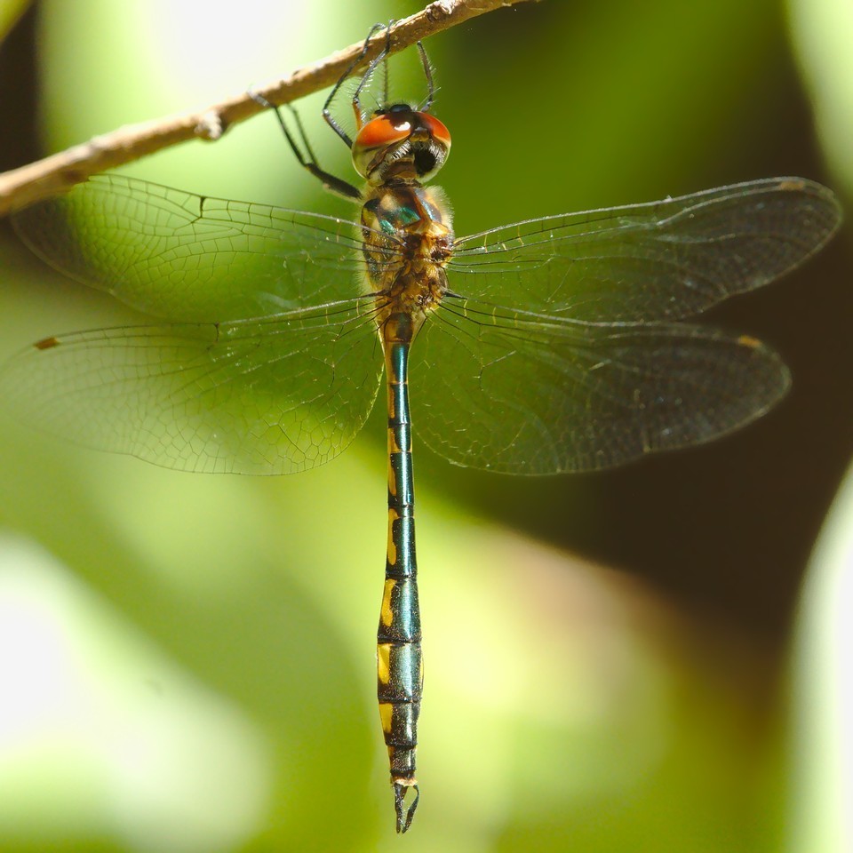 Fat-bellied Emerald