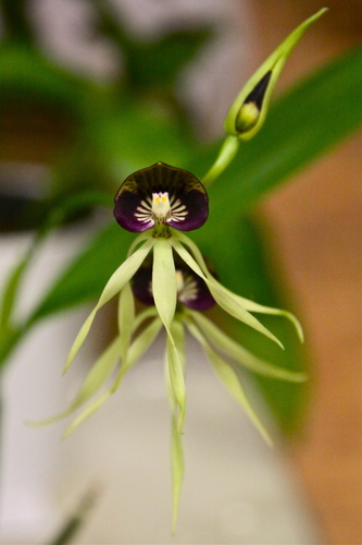 Clamshell Orchid