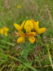 Lotus corniculatus