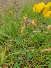 Lotus corniculatus