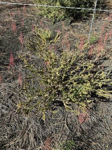 Image of Phacelia serrata by (c) Matt Berger, some rights reserved (CC BY)