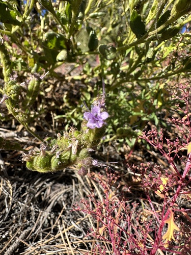 Image of Saw Phacelia (Phacelia serrata) by (c) Matt Berger, some rights reserved (CC BY)