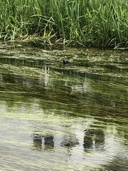 Gallinula chloropus