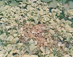 Jacana