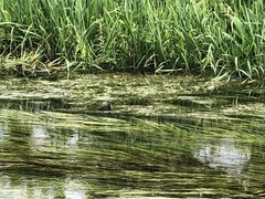 Gallinula chloropus