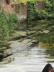 Gallinula chloropus